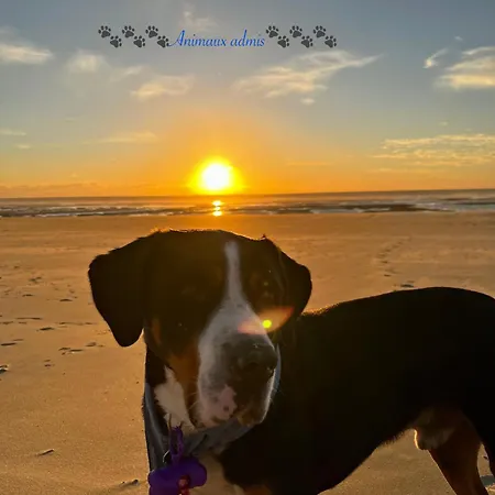 évasion En Baie De Somme 700m Et Phoques Le Cabestan Appartement Cayeux-sur-Mer