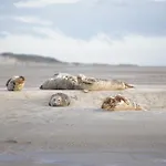 évasion En Baie De Somme 700m Et Phoques Le Cabestan Apartamento